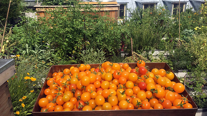 Tomatoes grown in the Htel du Vieux-Qubec's charming rooftop garden.